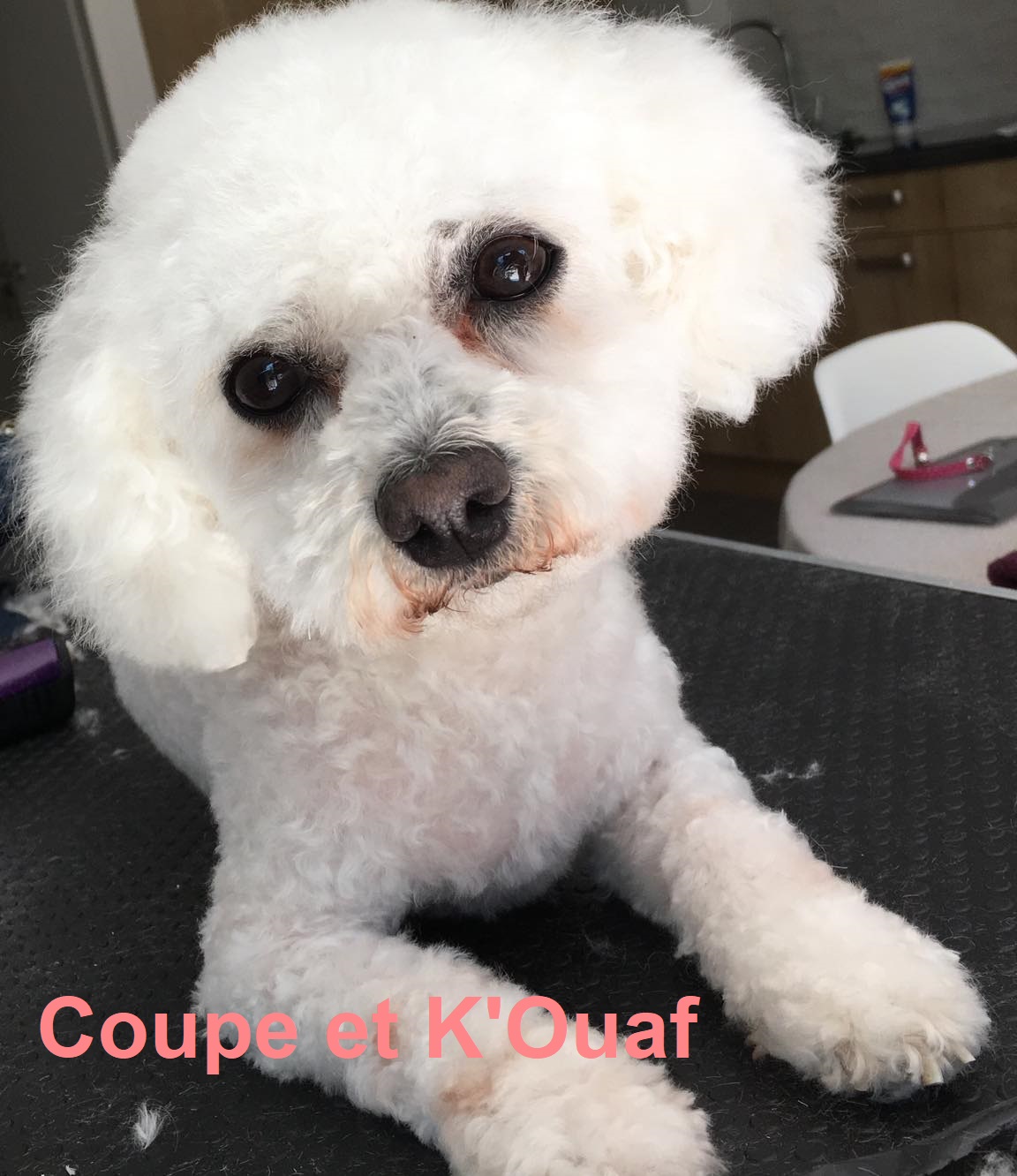 Cette image a un attribut alt vide ; le nom du fichier est ckjadice.jpg